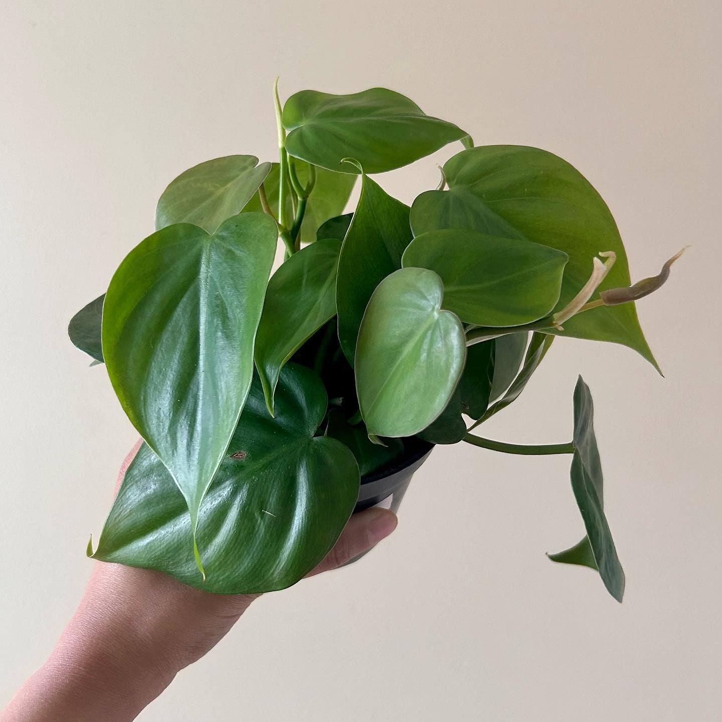 Philodendron Cordatum 'Heartleaf' - 4" Pot