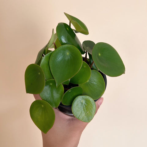 Peperomia 'Raindrop' - 4" Pot