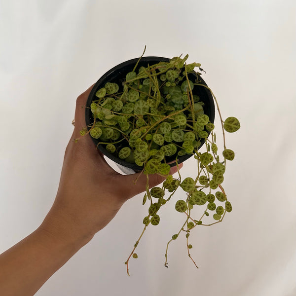 Peperomia Prostrata 'String of Turtles' - 4" pot