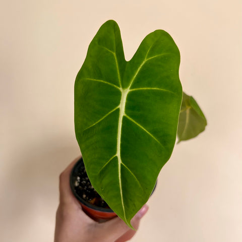 Alocasia Micholitziana 'Frydek' - 4" Pot