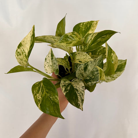 Pothos 'Marble Queen' - 4" Pot