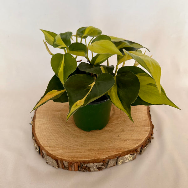 Philodendron 'Brasil' - 4" Pot