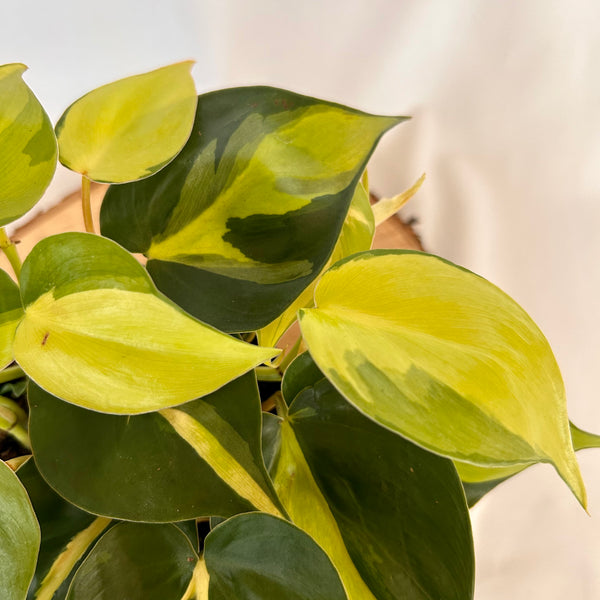 Philodendron 'Brasil' - 4" Pot