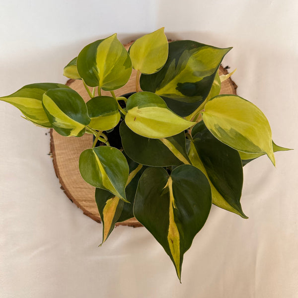 Philodendron 'Brasil' - 4" Pot