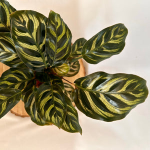 Calathea 'Makoyana' - 4" Pot