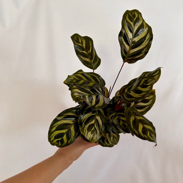 Calathea 'Makoyana' - 4" Pot