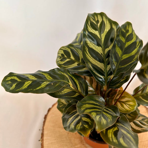 Calathea 'Makoyana' - 4" Pot