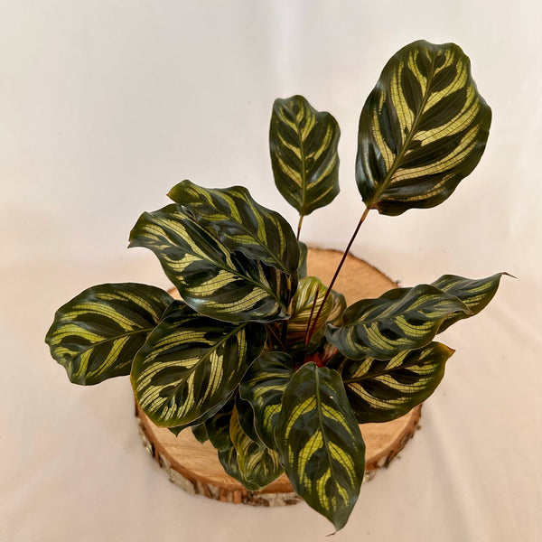 Calathea 'Makoyana' - 4" Pot