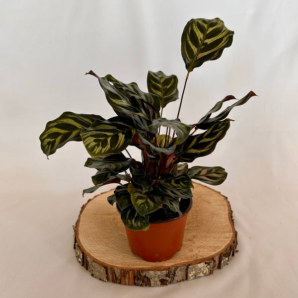 Calathea 'Makoyana' - 4" Pot