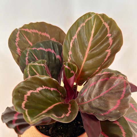 Calathea 'Dottie' - 4" Pot