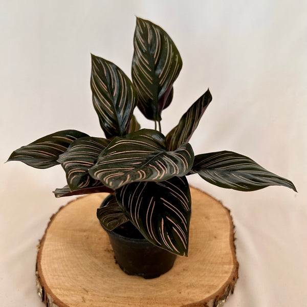 Calathea 'Ornata' 4" Pot