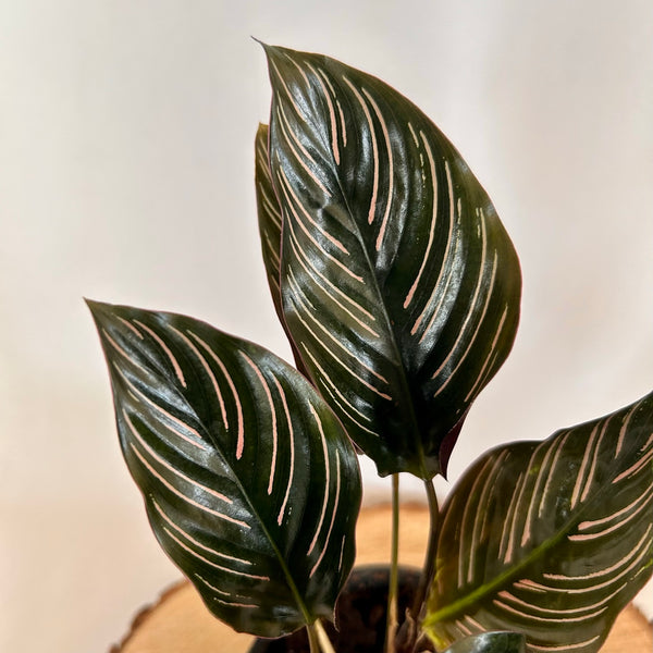 Calathea 'Ornata' 4" Pot