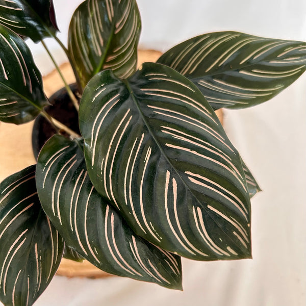 Calathea 'Ornata' 4" Pot