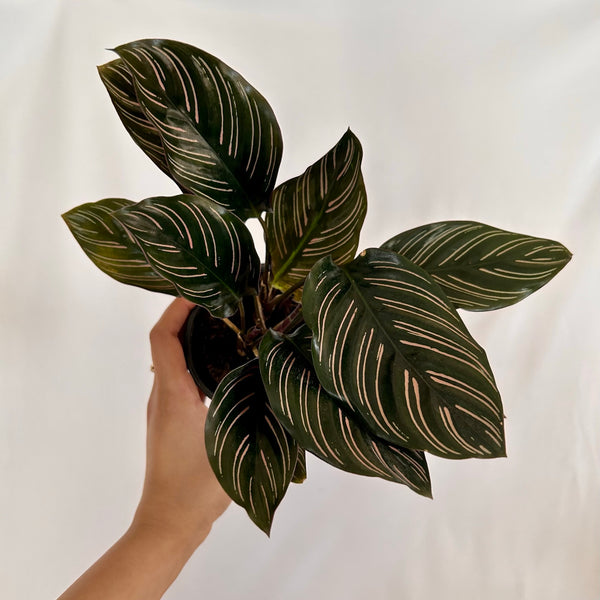 Calathea 'Ornata' 4" Pot