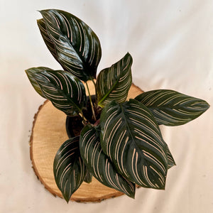 Calathea 'Ornata' 4" Pot