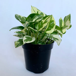 Pothos 'N'Joy' - 4" Pot