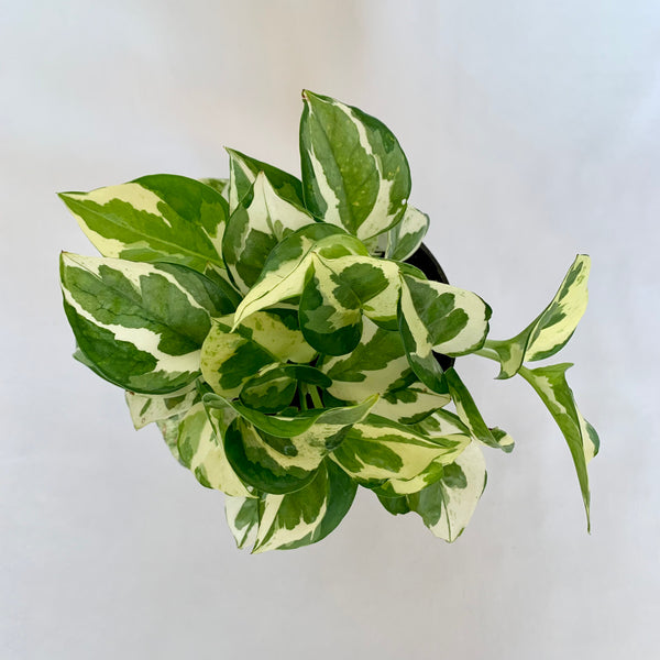 Pothos 'N'Joy' - 4" Pot