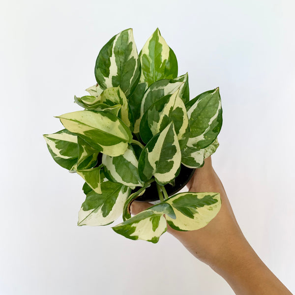 Pothos 'N'Joy' - 4" Pot