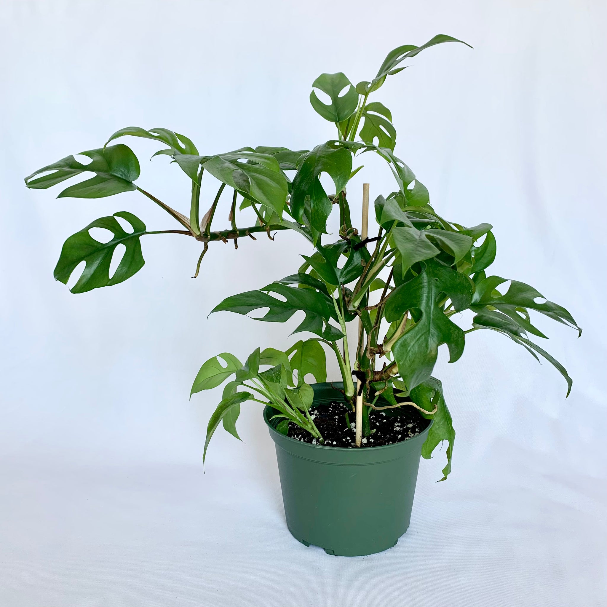 Tetrasperma Rhaphidophora Mini shops Monstera 6