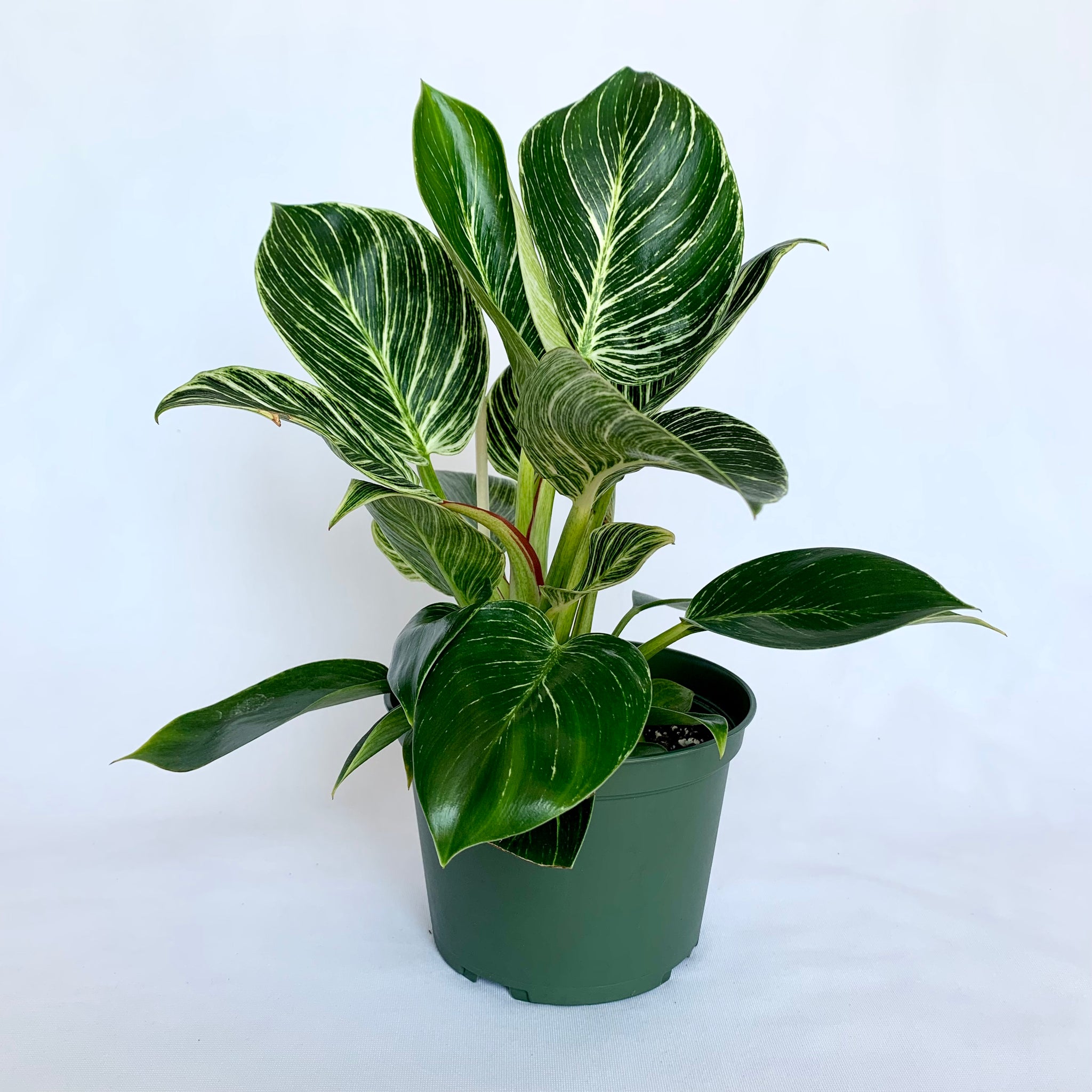 Philodendron 'Birkin' - 6" Pot