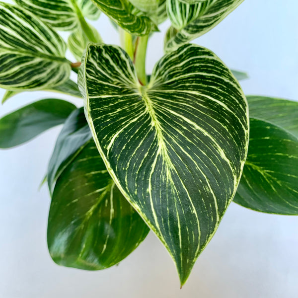 Philodendron 'Birkin' - 6" Pot