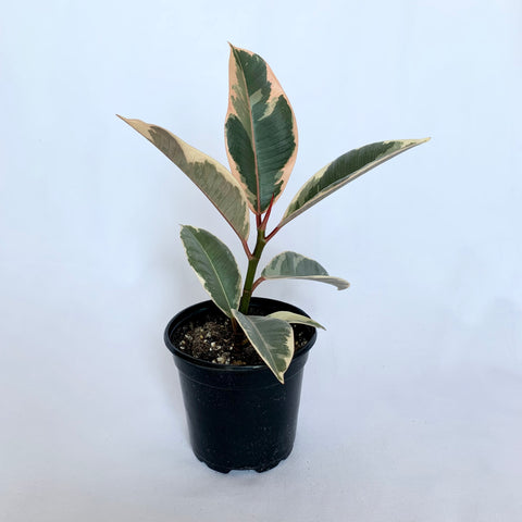 Ficus Elastica 'Tineke' - 4" Pot