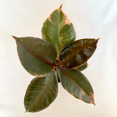 Ficus Elastica 'Ruby Pink' - 4" Pot