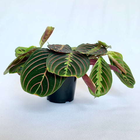 Maranta 'Red Prayer' - 4" Pot