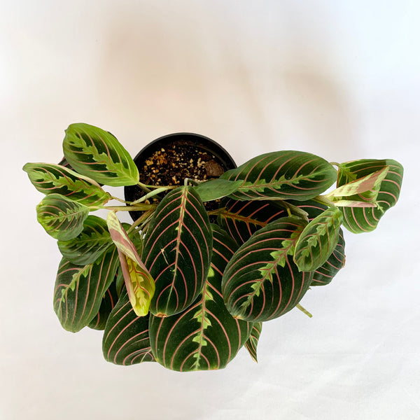 Maranta 'Red Prayer' - 4" Pot