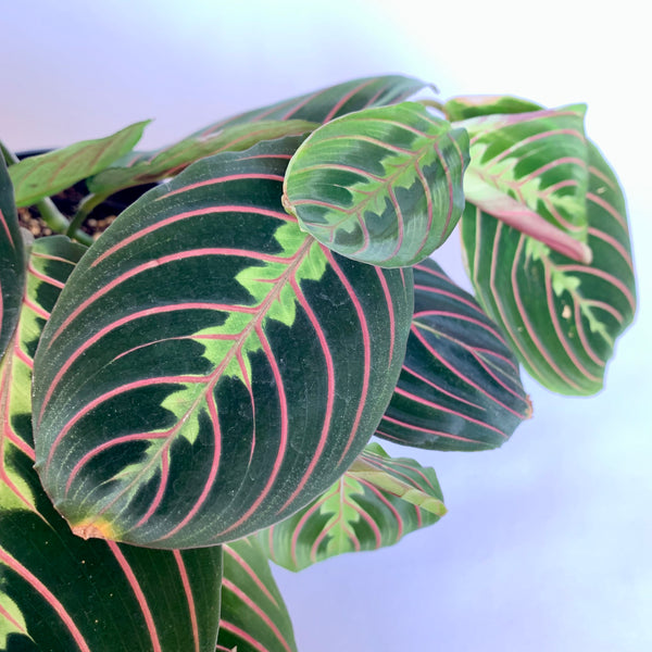 Maranta 'Red Prayer' - 4" Pot