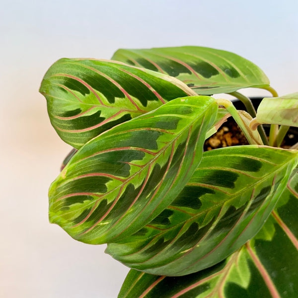 Maranta 'Red Prayer' - 4" Pot