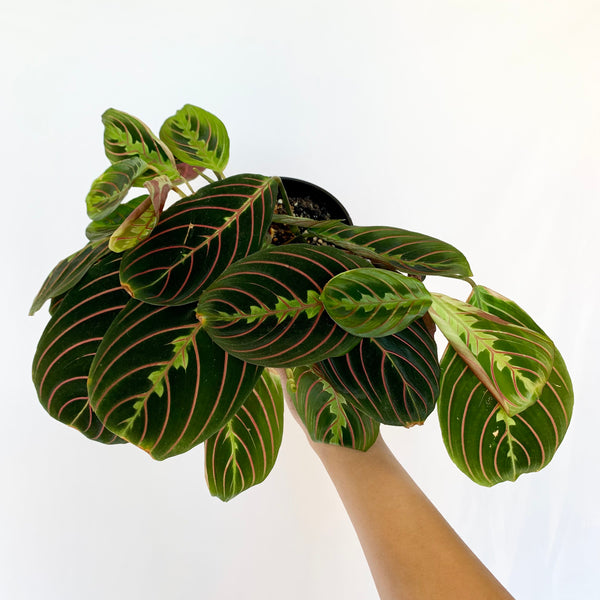 Maranta 'Red Prayer' - 4" Pot